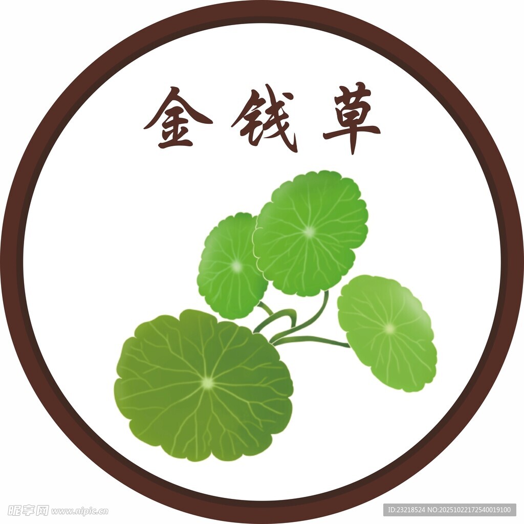 金钱草