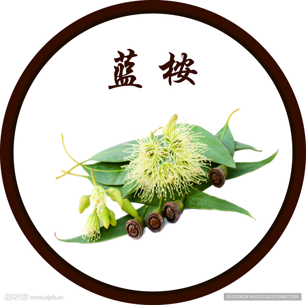 蓝桉