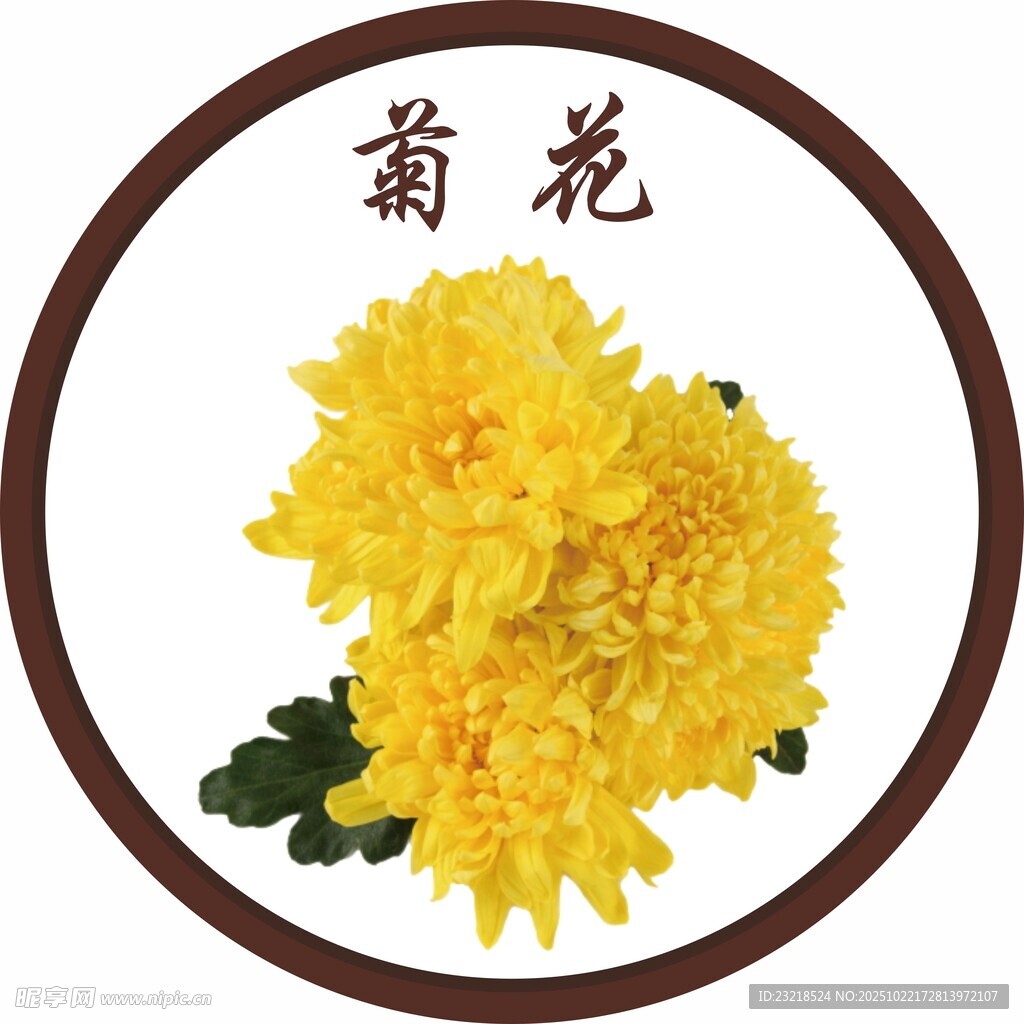 菊花
