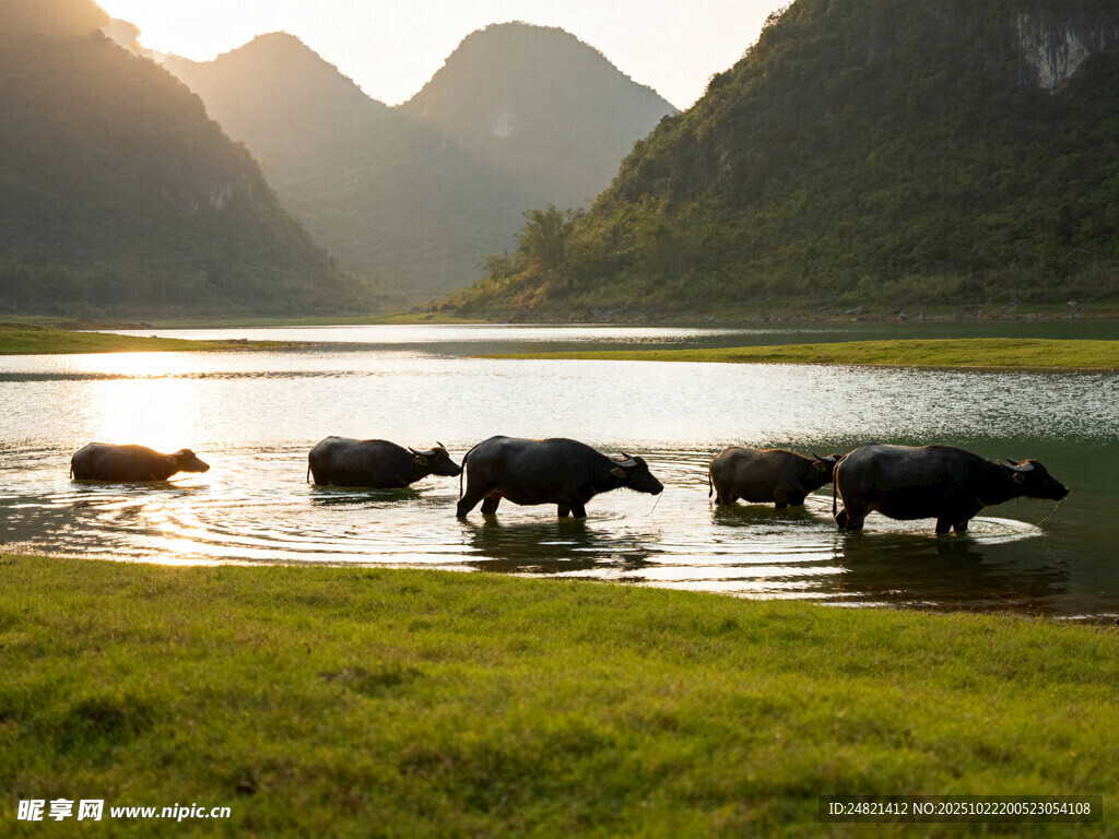 夕阳下牛群漫步山水间