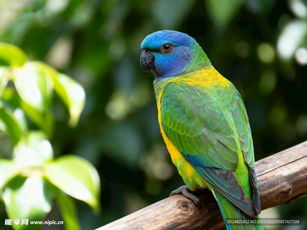 多彩鹦鹉栖息枝头