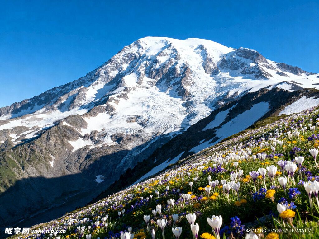 雪山下的绚烂花海