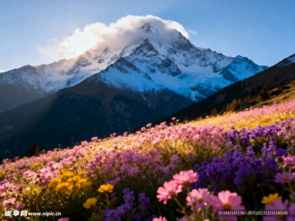 雪山下的绚烂花海