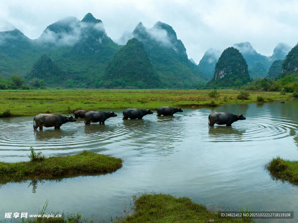 田园牧歌中的水牛群景