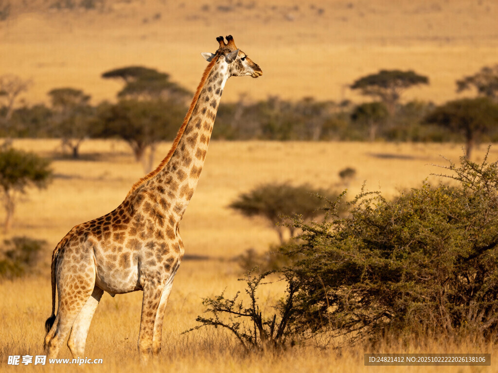 草原上的长颈鹿