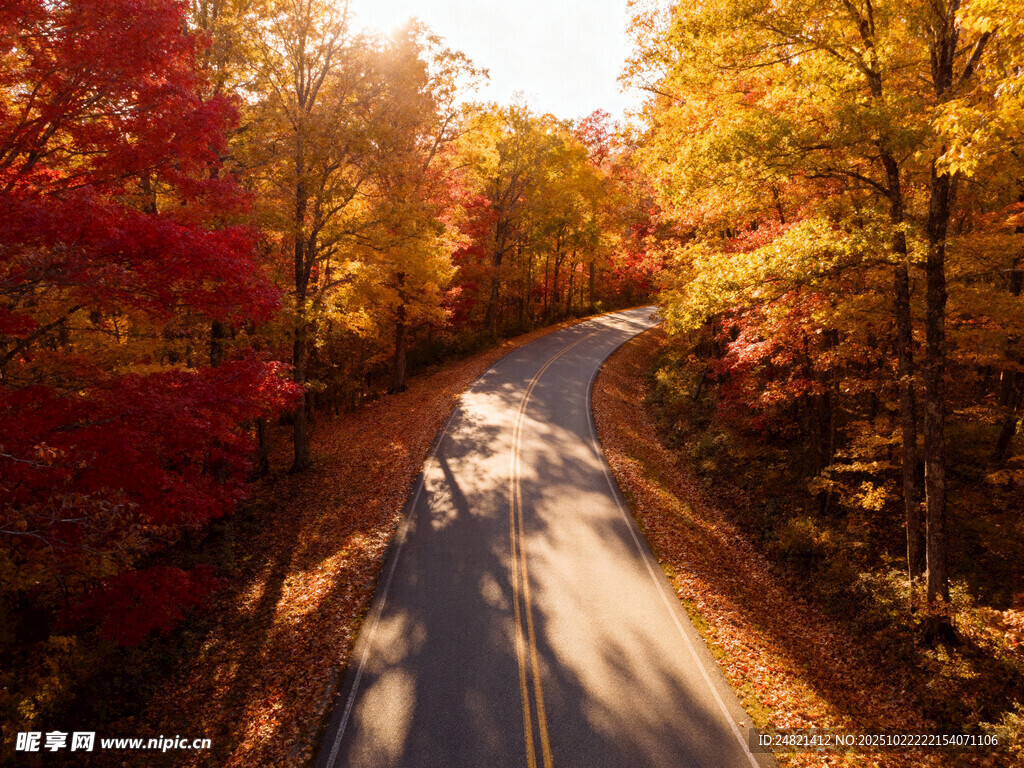 秋日林间蜿蜒公路美景