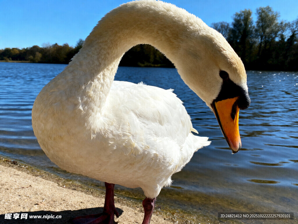 岸边优雅天鹅
