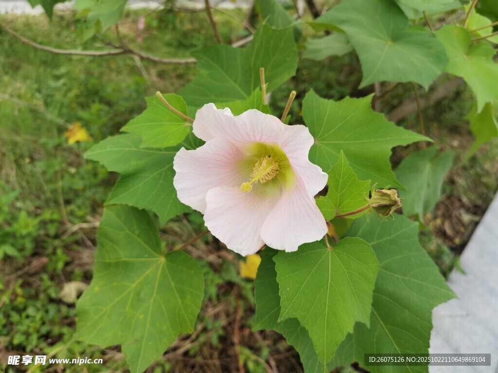 粉色单朵蜀葵花