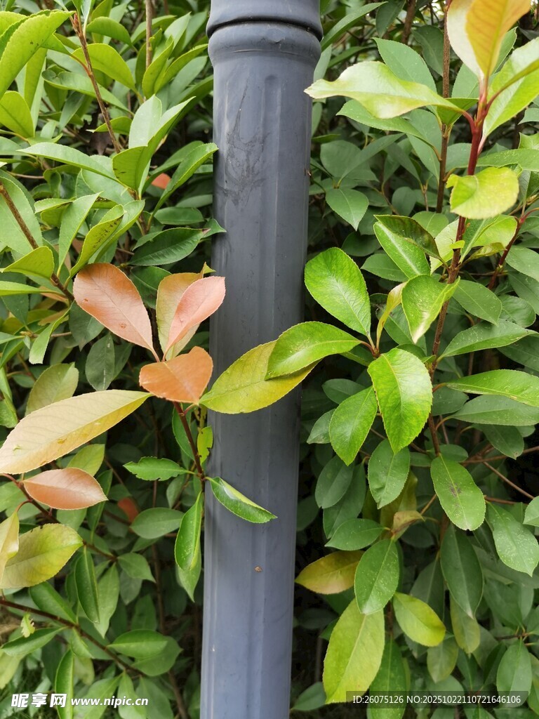 绿植环绕的黑色柱状物