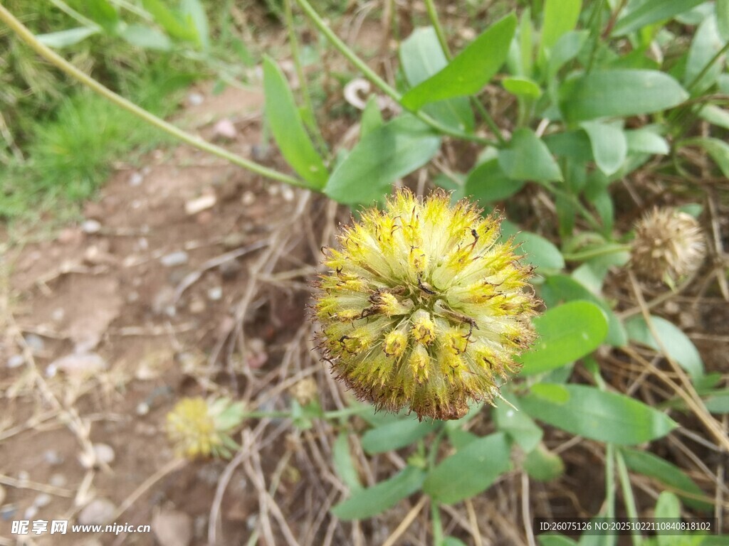 野外黄色球状植物特写