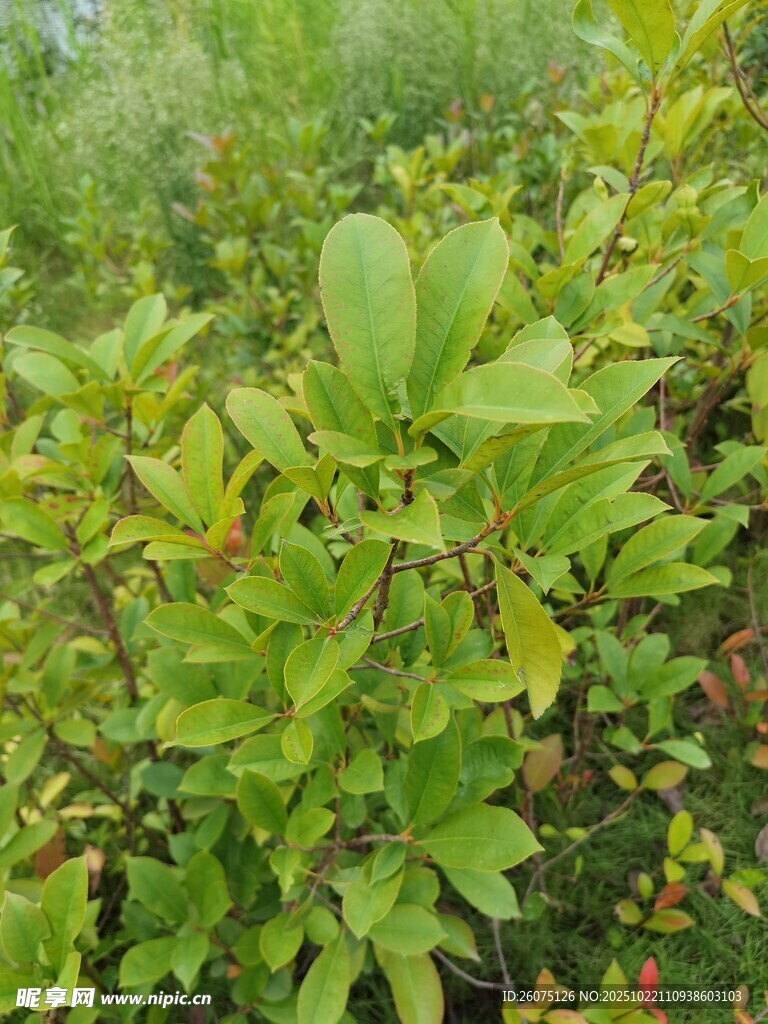 绿叶繁茂的植物景观
