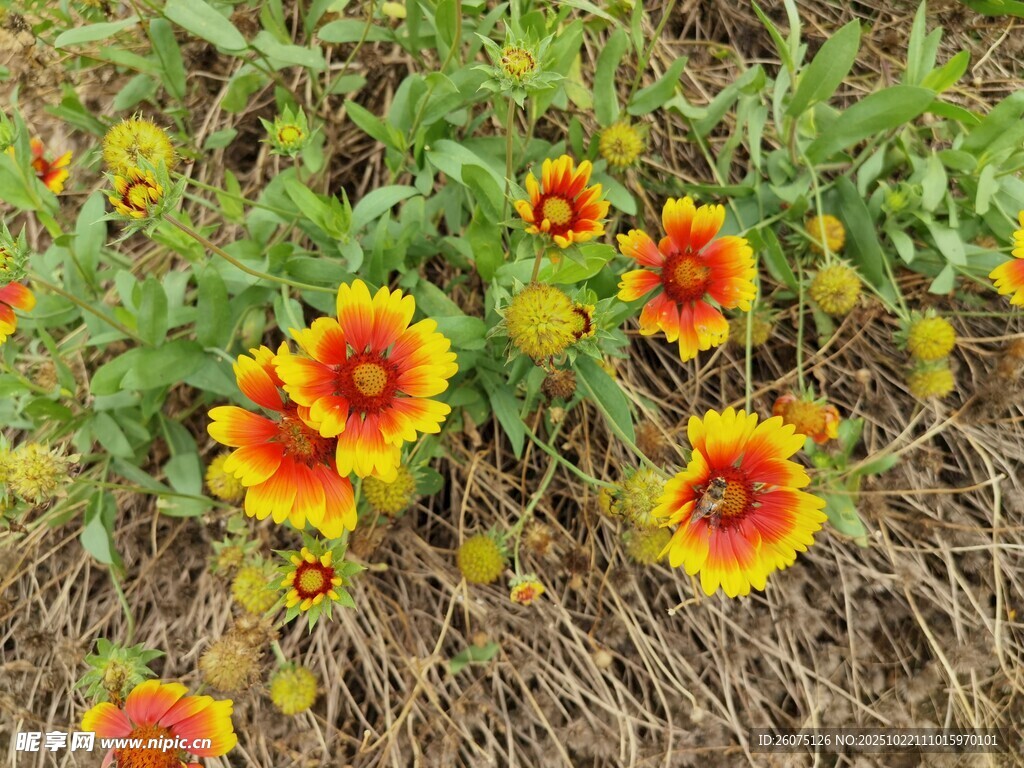 多彩百日菊绽放于草地