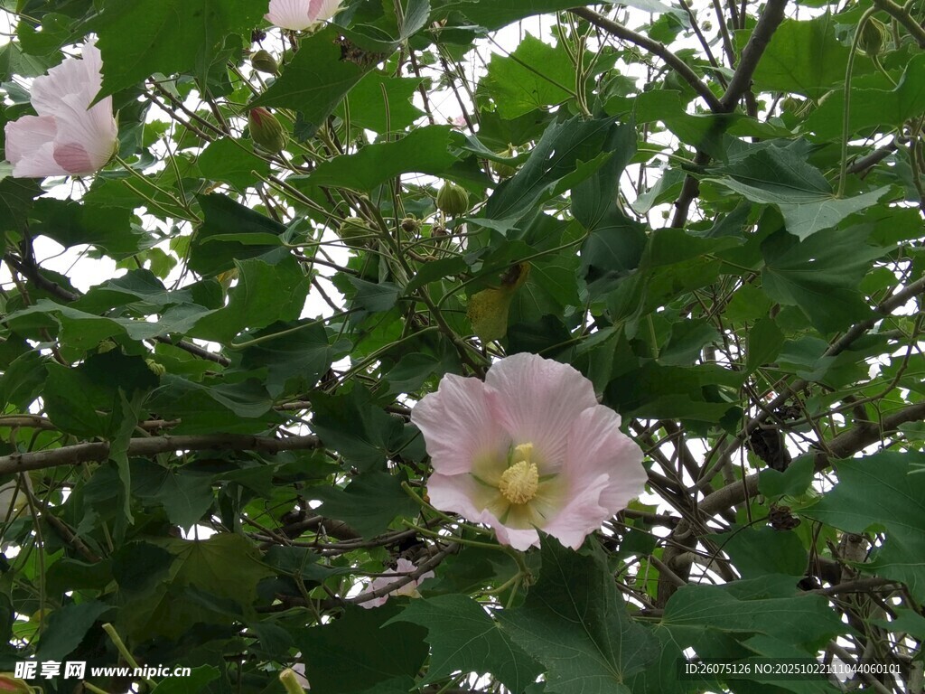 木芙蓉绽放于绿叶间