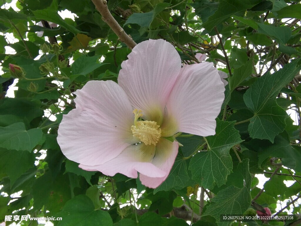 粉色单朵芙蓉花绽放