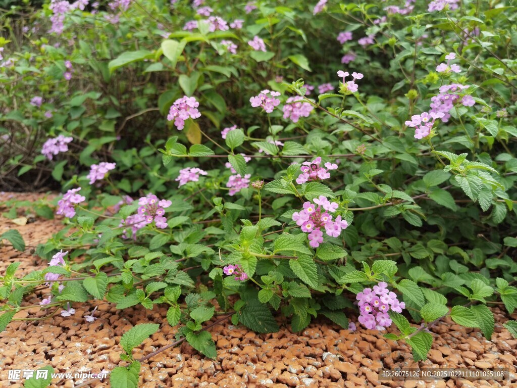 繁茂花丛中的娇艳粉花