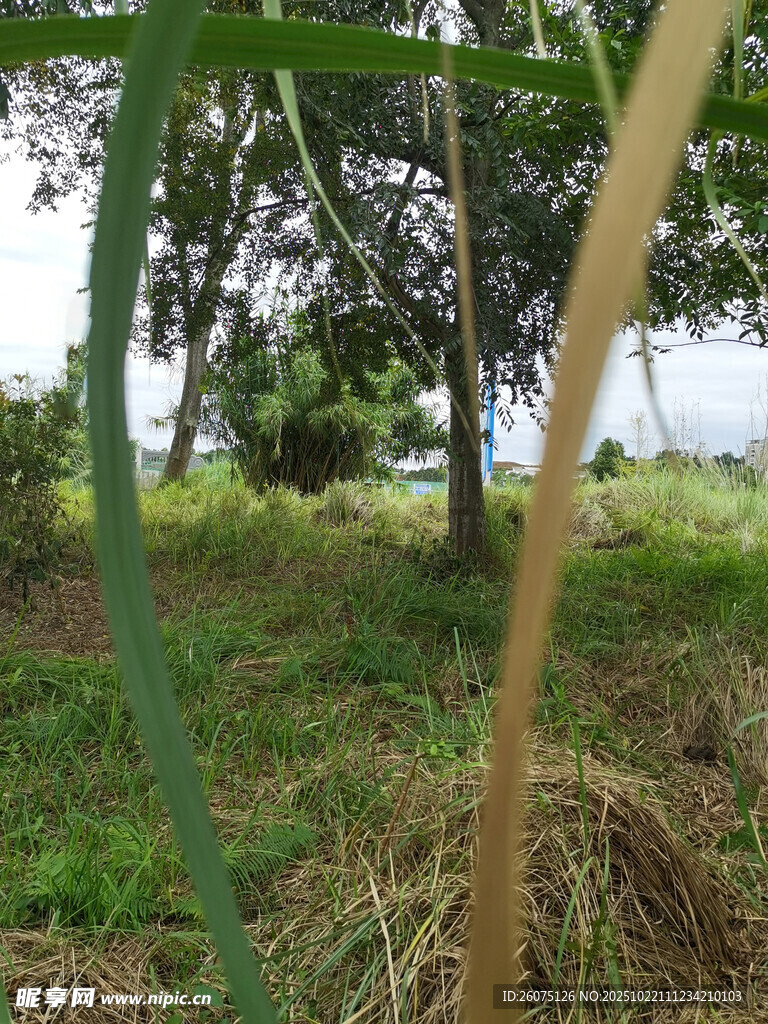 野外葱郁草木风景图