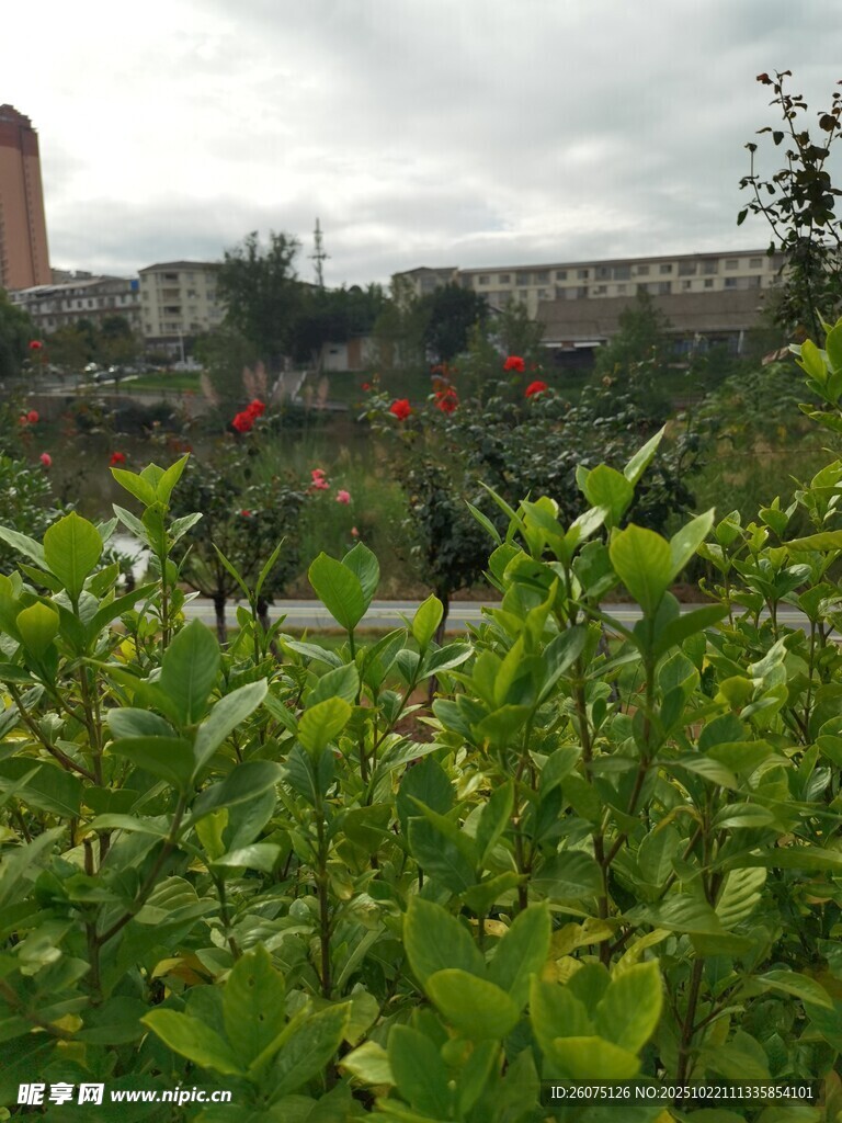 绿植掩映下的城市景观