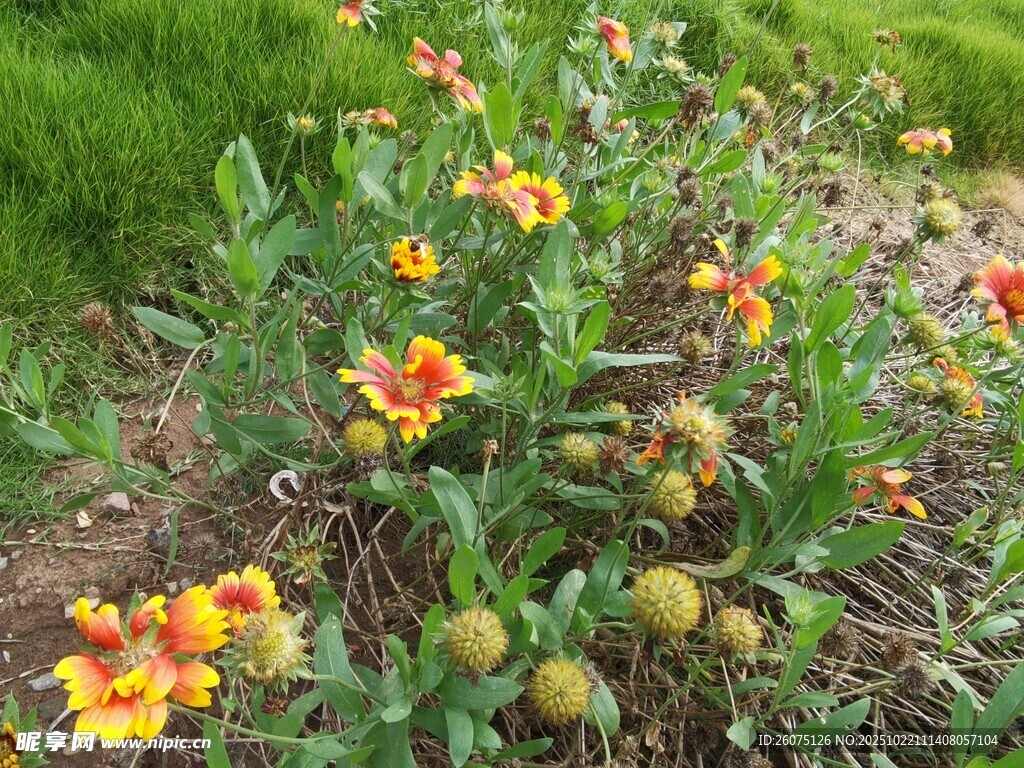 花丛中的美丽天人菊