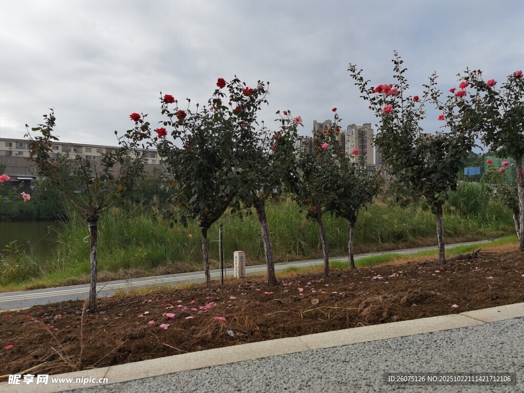 路边绽放的鲜艳月季花