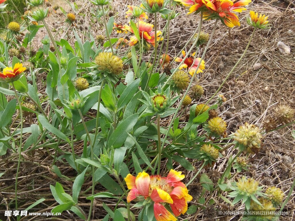 野外绽放的多彩天人菊