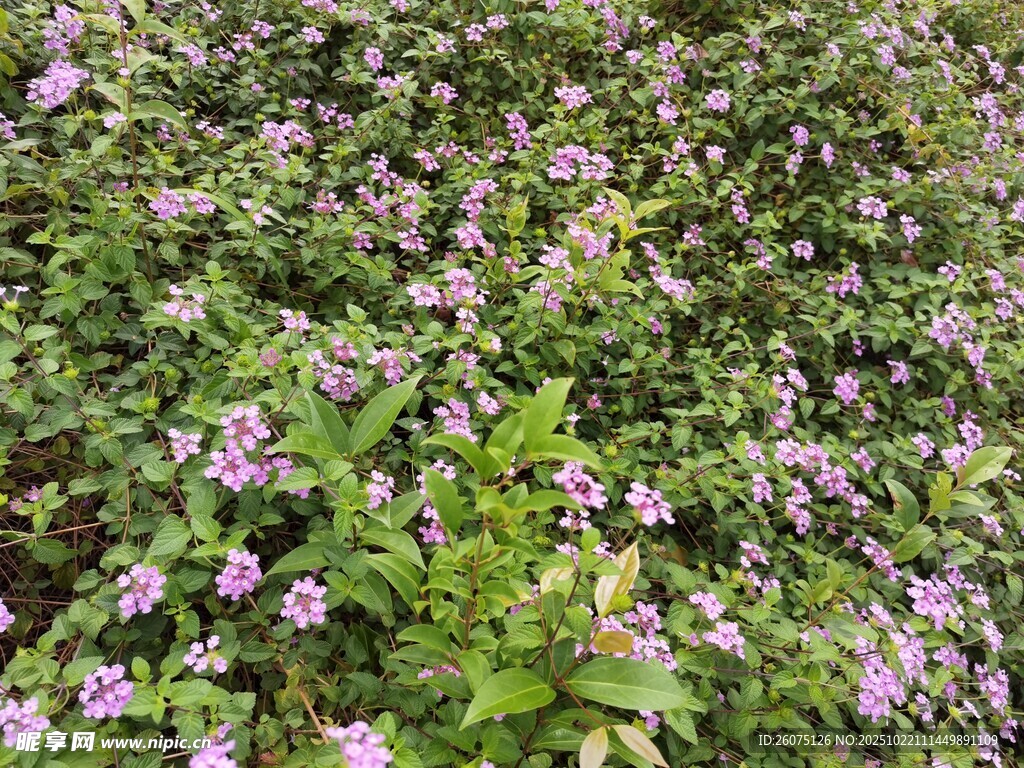 紫色小花繁茂的植物景观