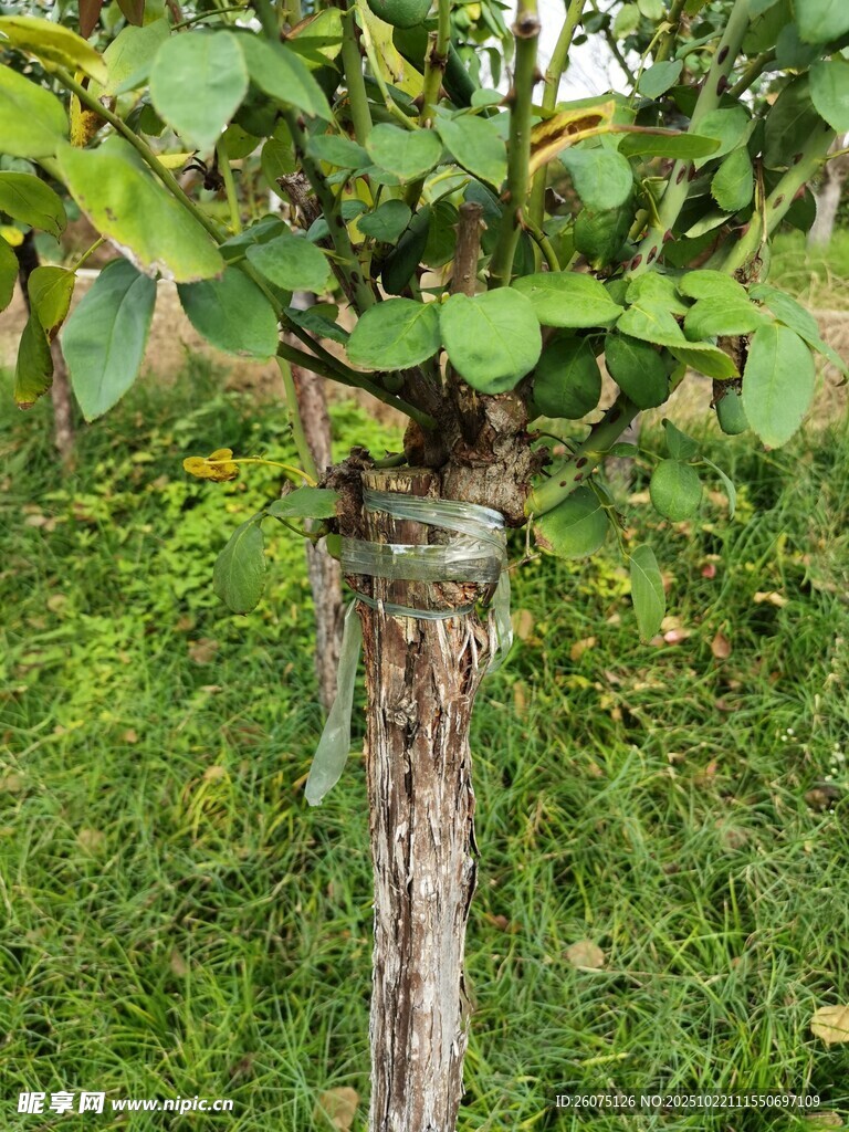 果树嫁接处特写