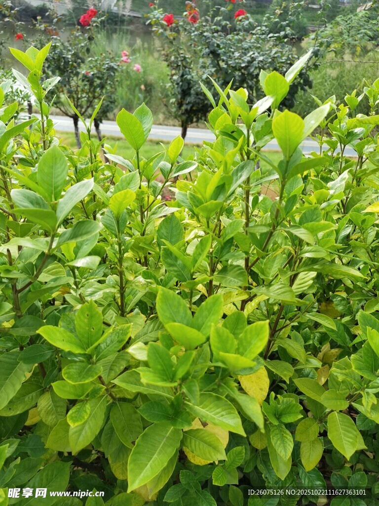 翠绿繁茂的绿植景观