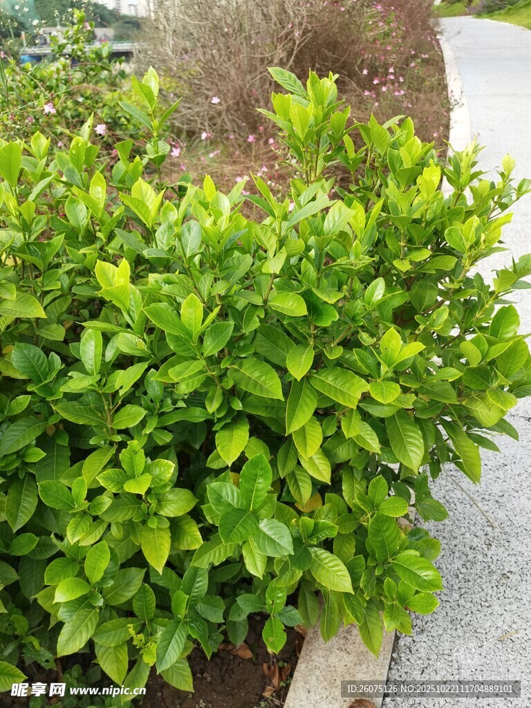 绿叶繁茂的灌木丛