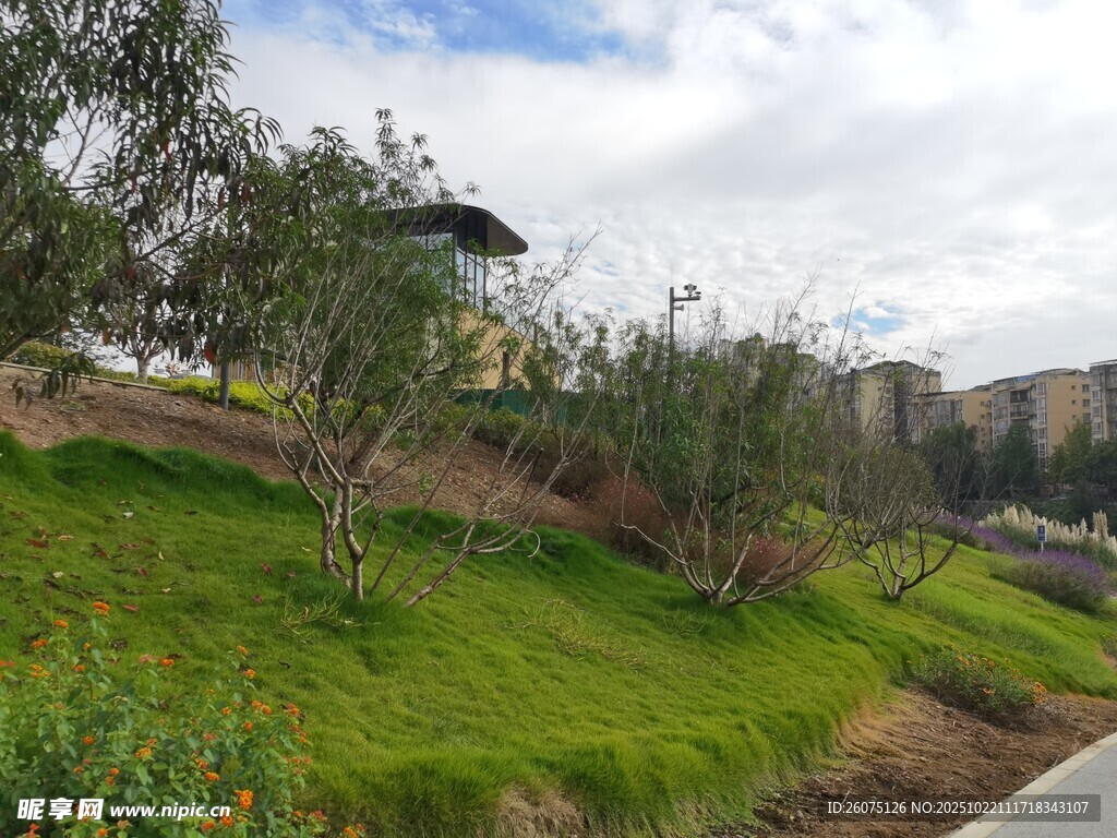 绿意盎然的户外景观