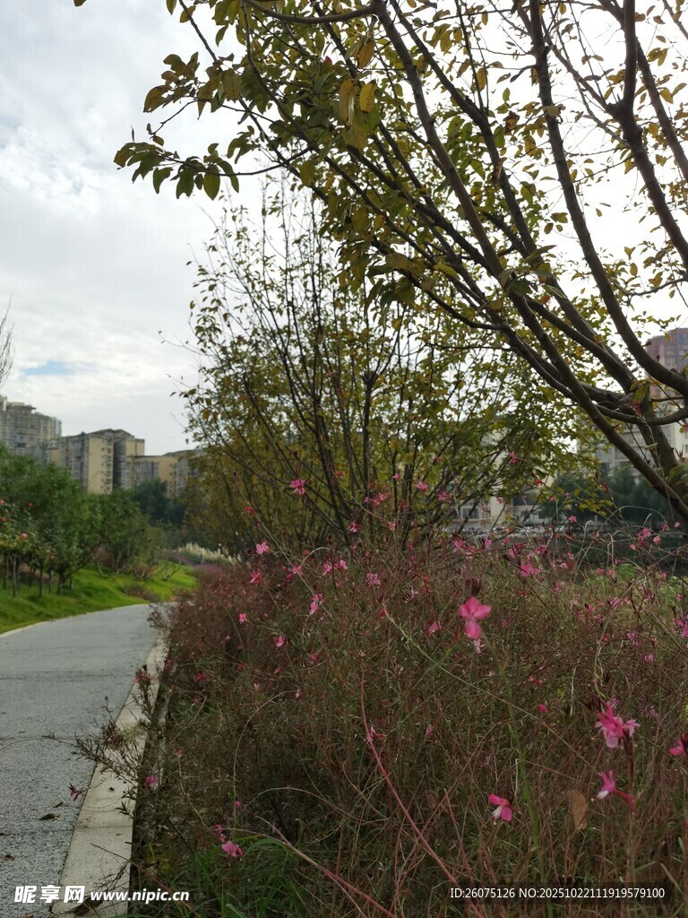 路边绽放的多彩花卉