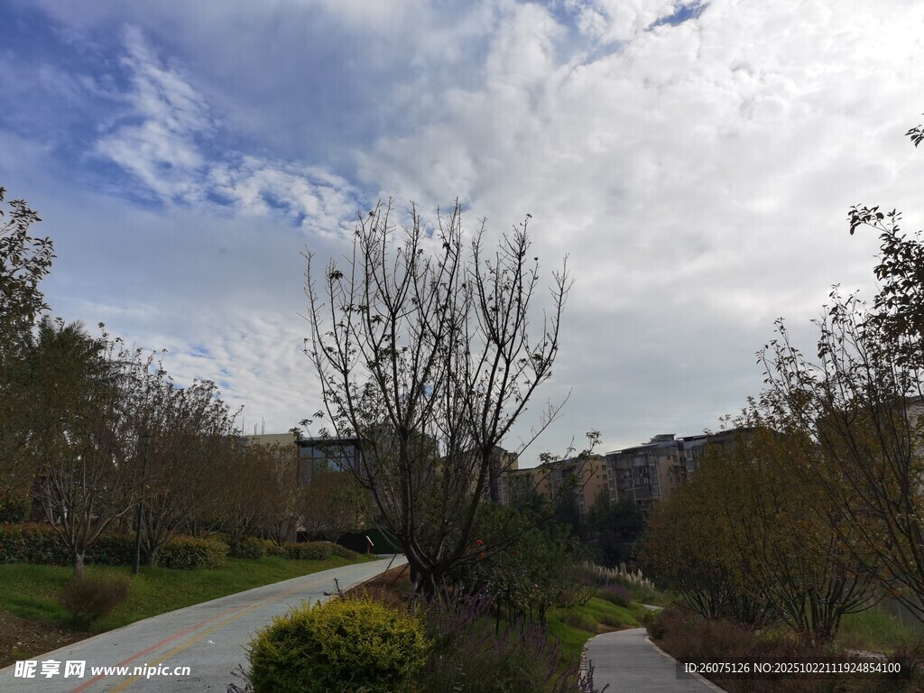 户外林荫小道风景