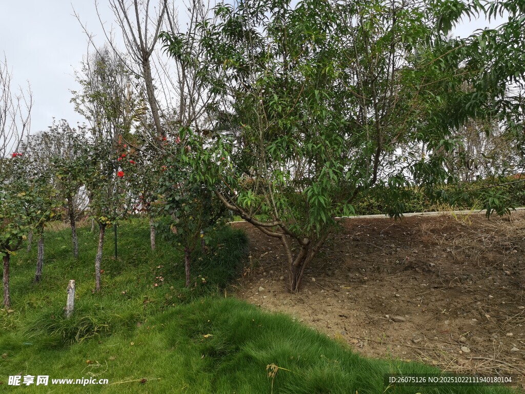 田园绿植景观
