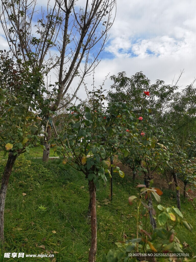 果园风光树木与草地景致