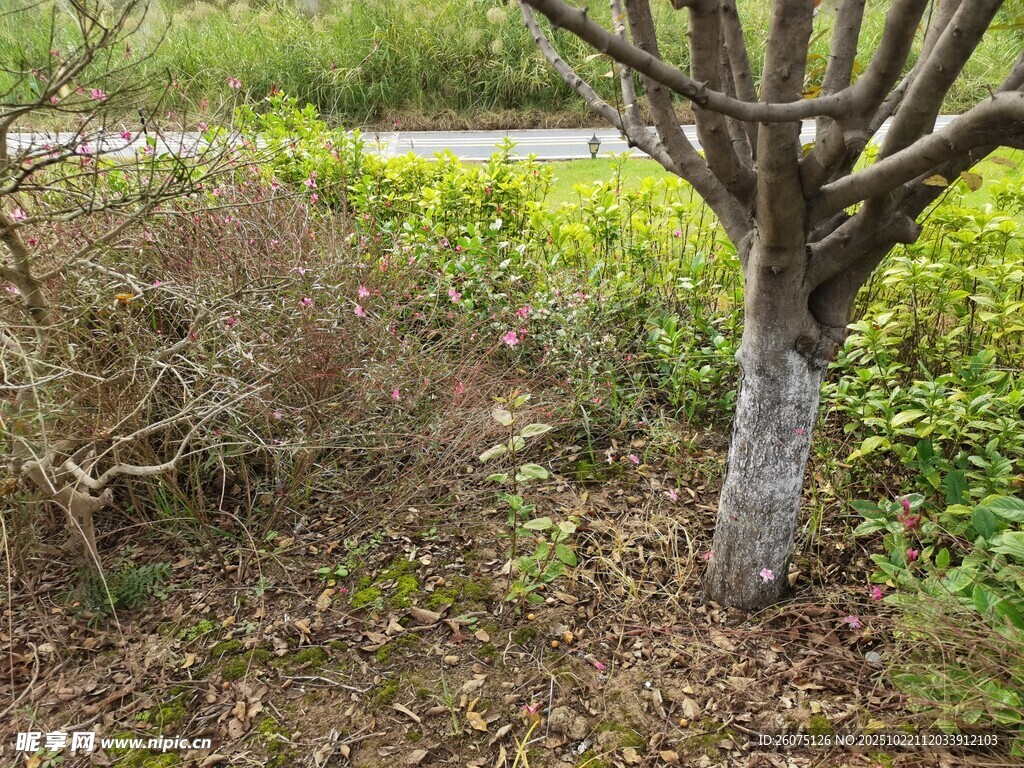荒野中枯树与低矮植被