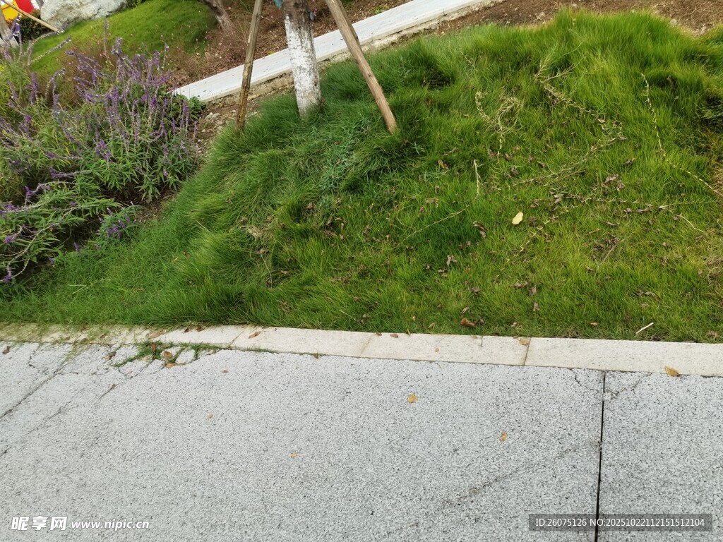 路边草地与水泥路面景观