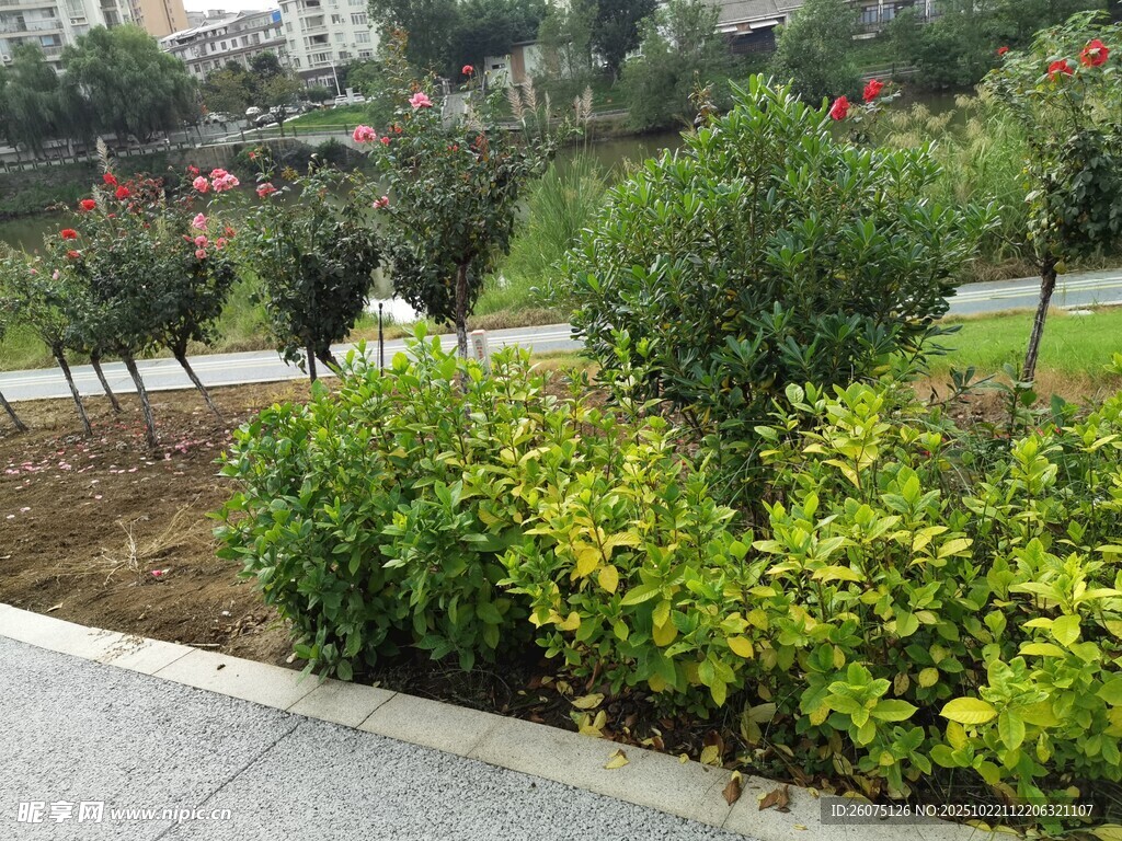 公园绿植景观