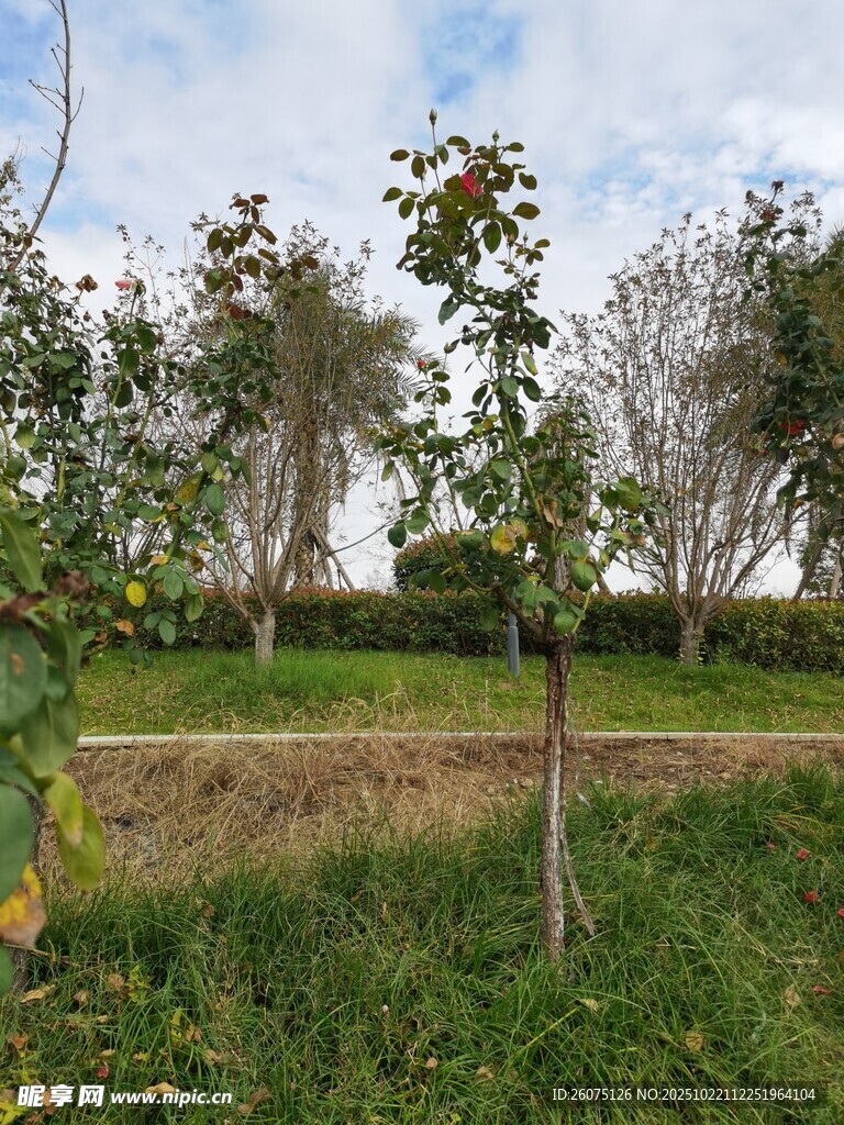果园绿树草地风景图