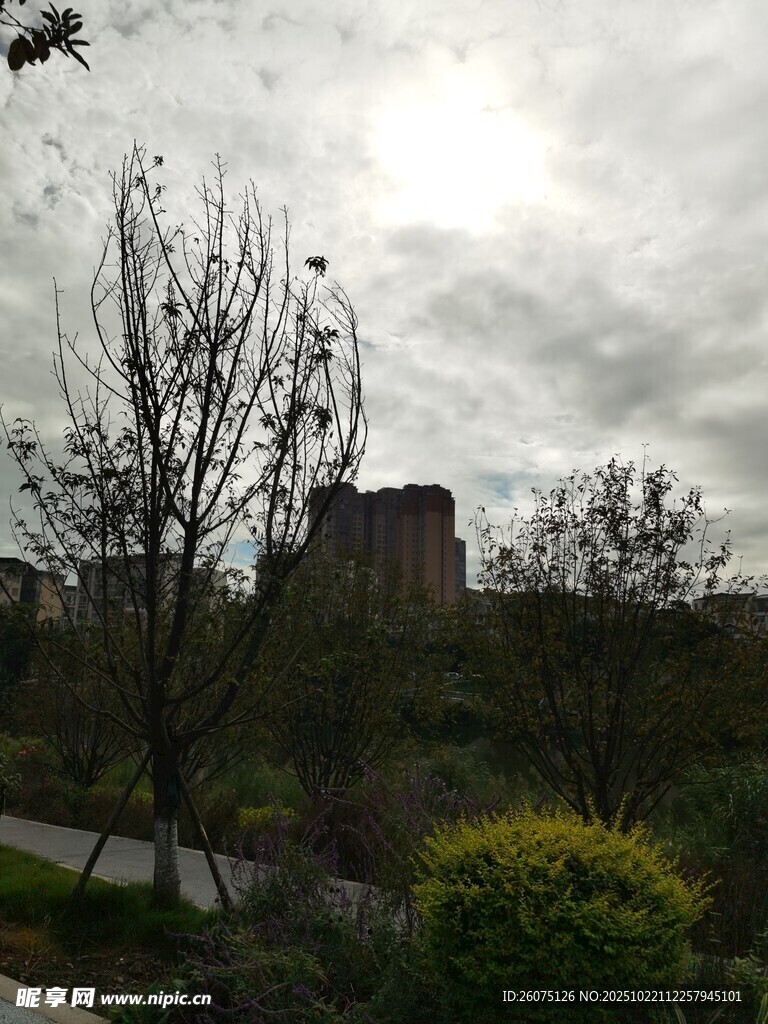 阴天的户外绿植与建筑景观