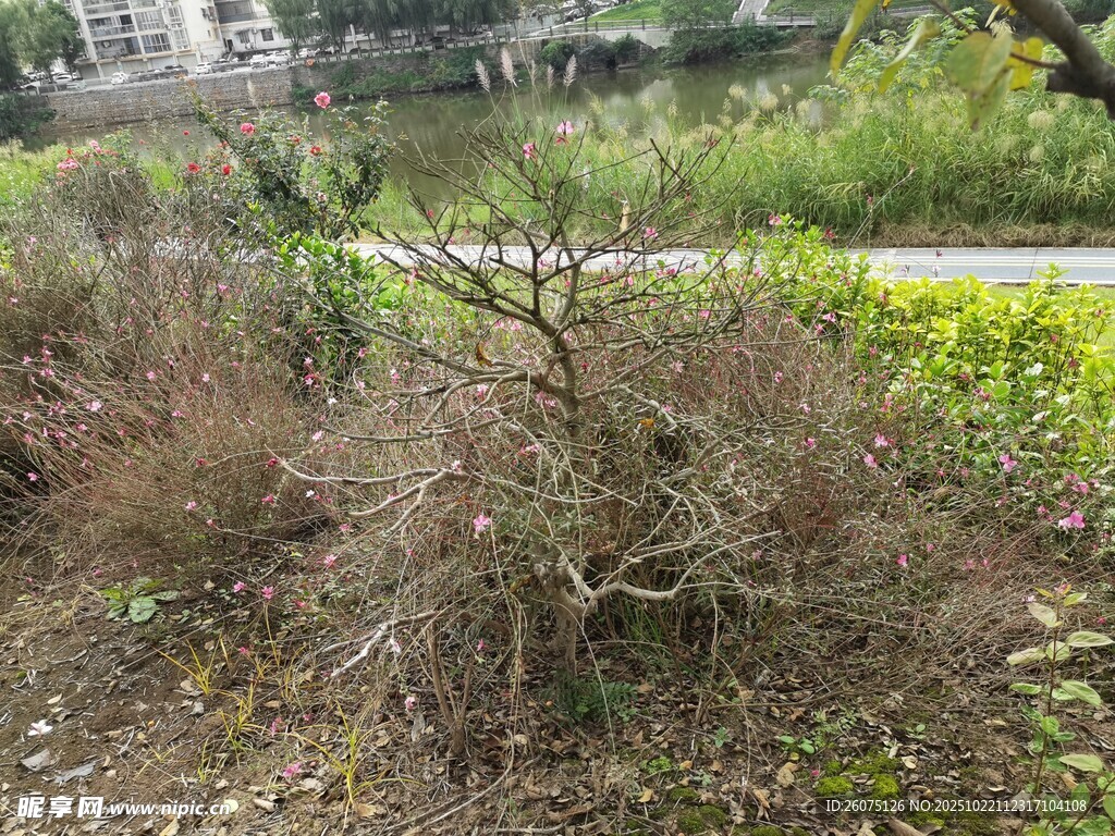 野外干枯灌木景观