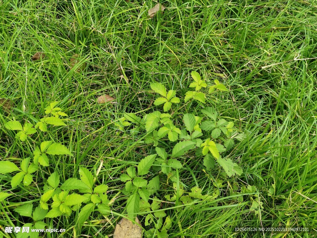 嫩绿草地中的蓬勃小植物