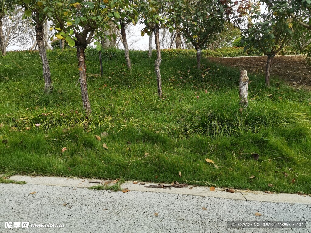 路边绿意盎然的草地与树木