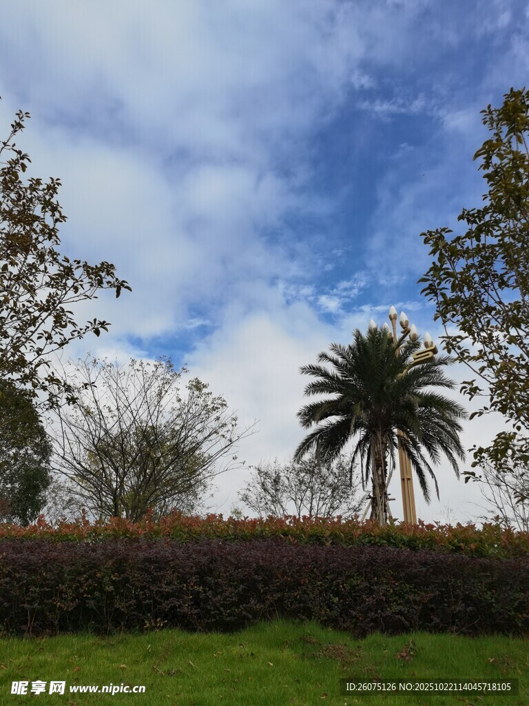 蓝天白云下的绿植与棕榈树