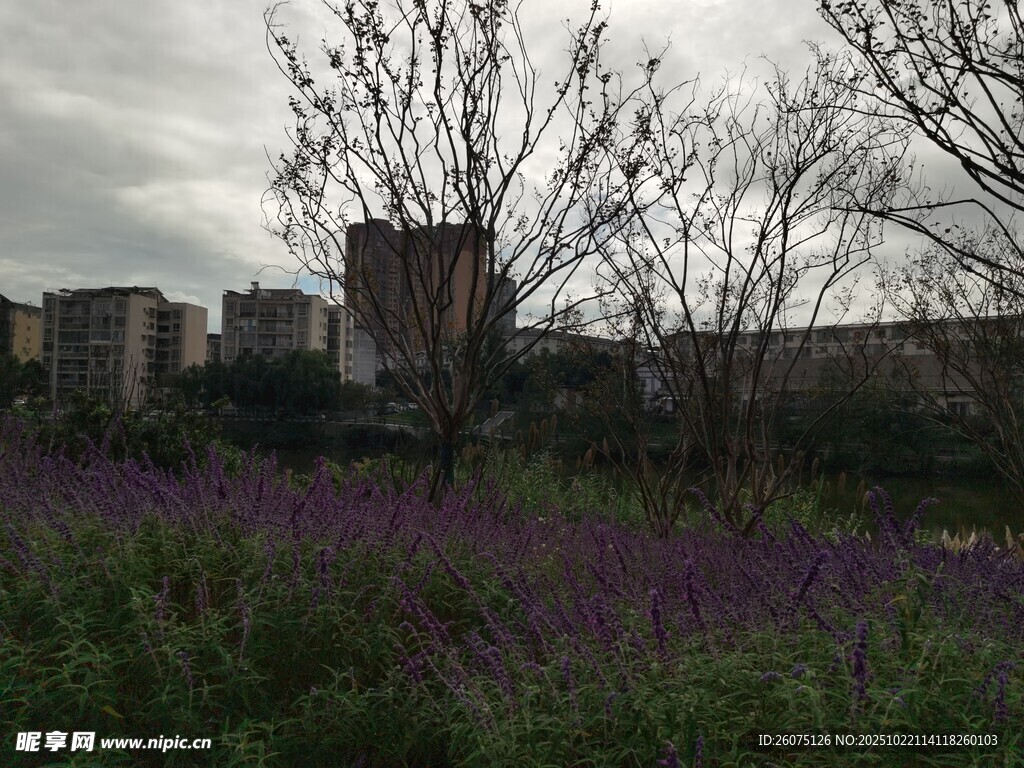 紫色花田旁的古老建筑
