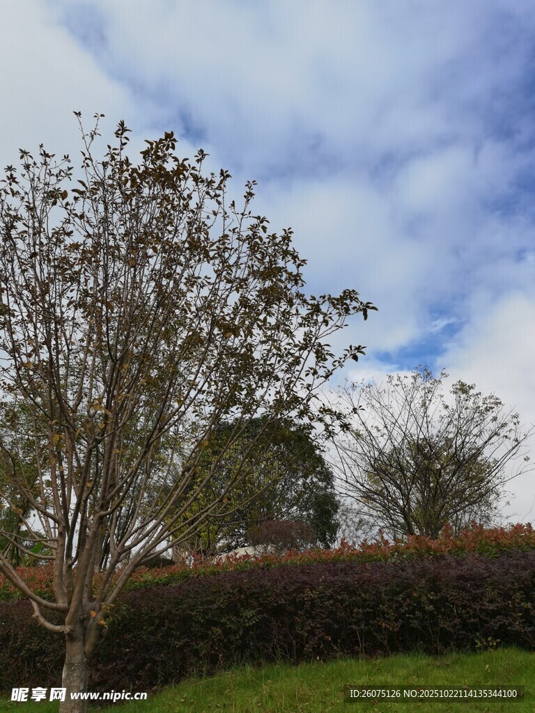 蓝天白云下的树木景观