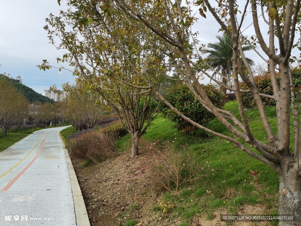 乡村小路旁的绿植景观