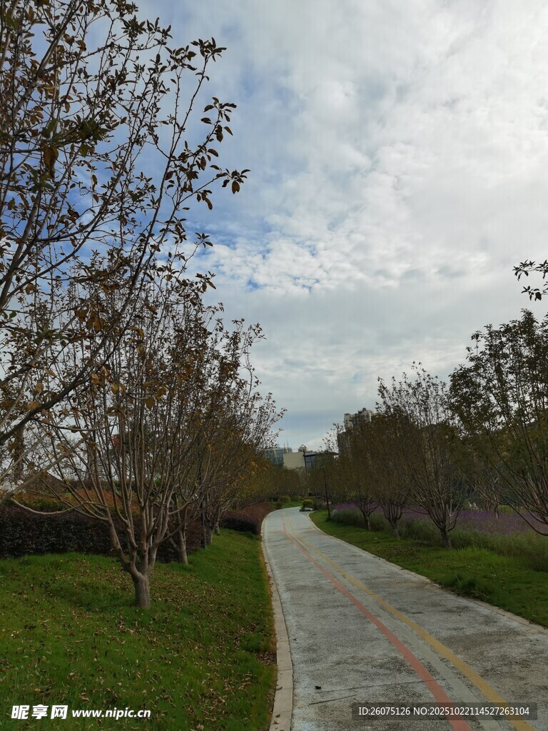 乡间小路旁的树木与草地