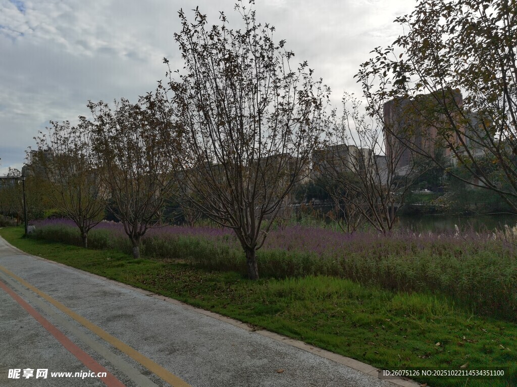 乡间小路旁的树木与草地