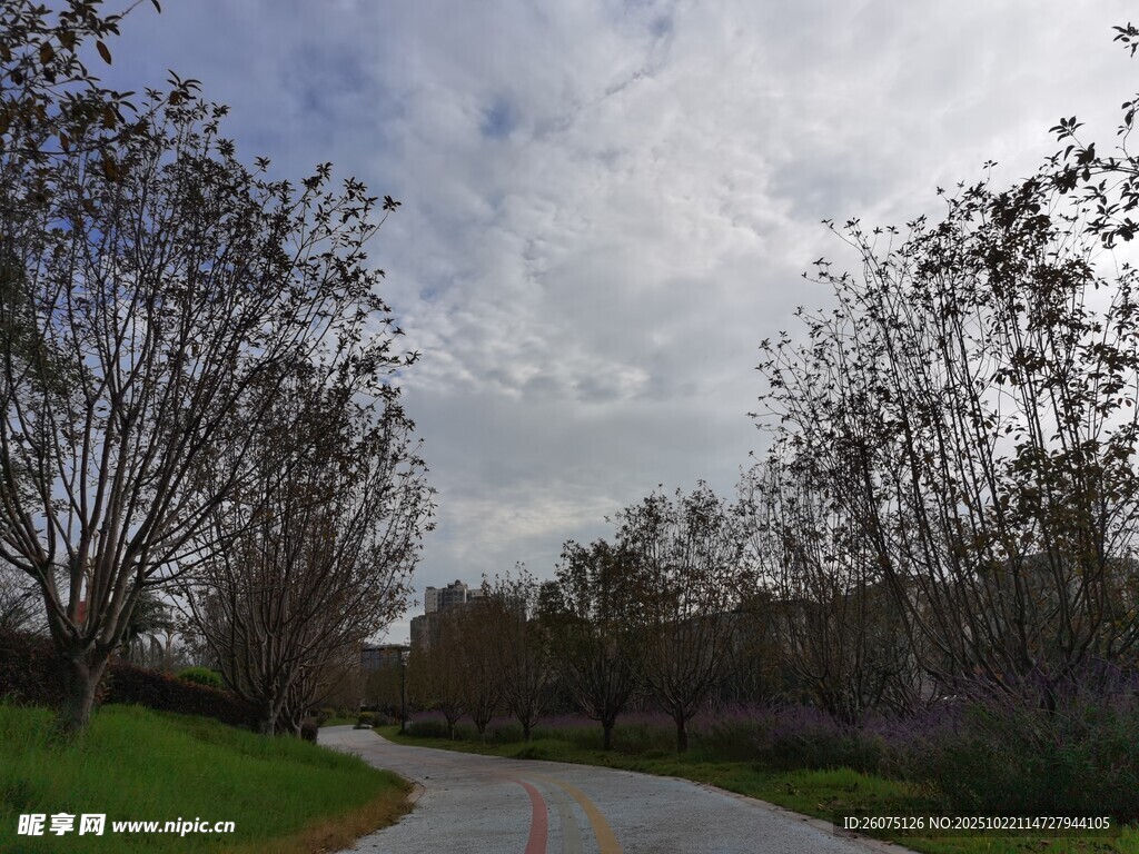 林间小路静谧自然风景