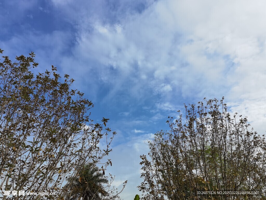 蓝天白云下的树木景观