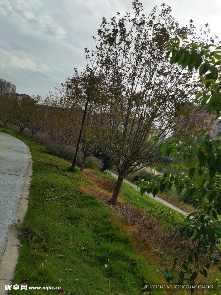 路边绿树草地风景图
